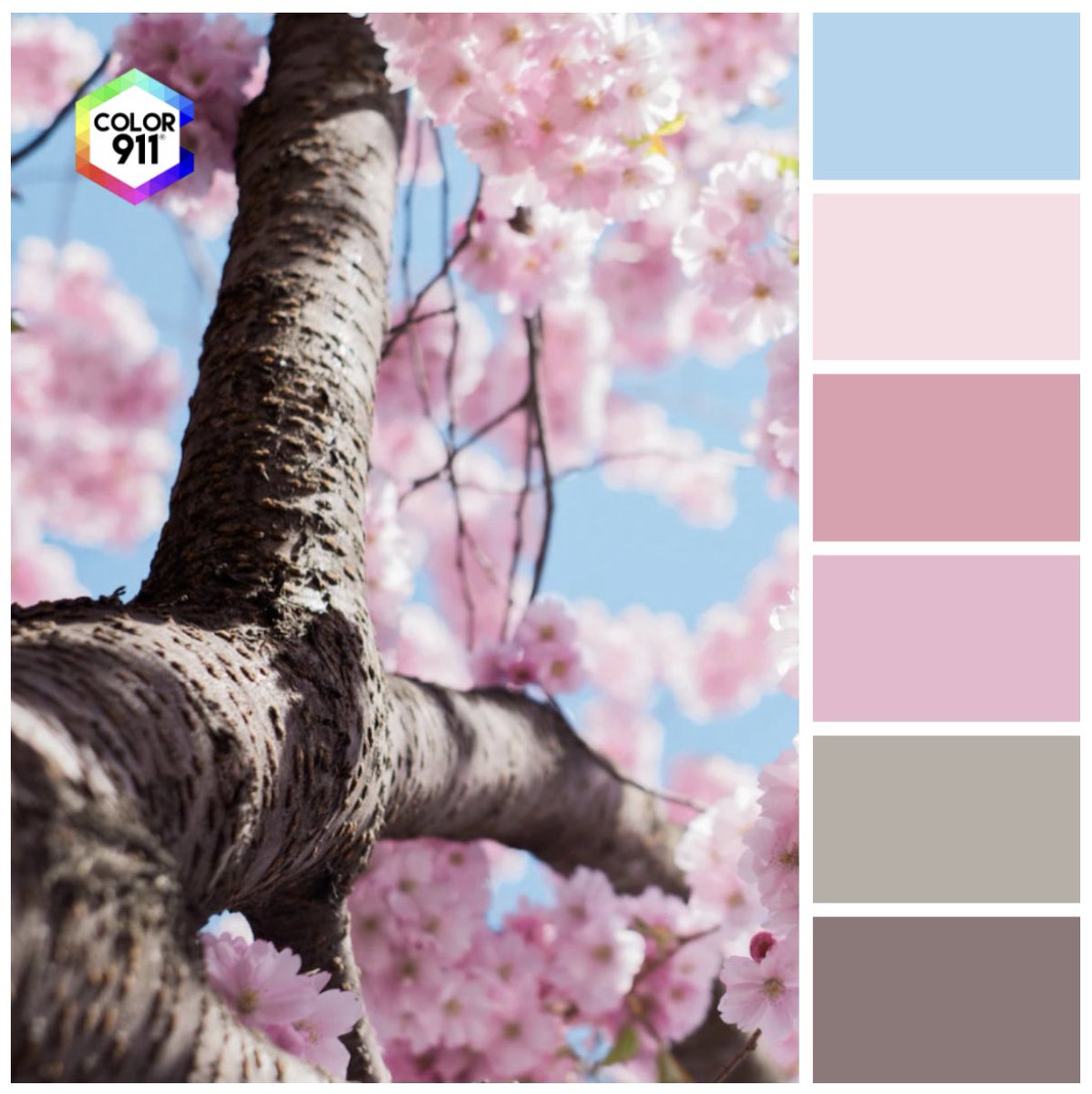 Celebrating the beauty of the flowering trees of #Spring!! Capture what inspires you, wherever it comes from, by creating your own #swatches with the #Color911 #app: Color911.com #color #inspiration #colors #gardening #garden #cherryblossom @_houseandgarden