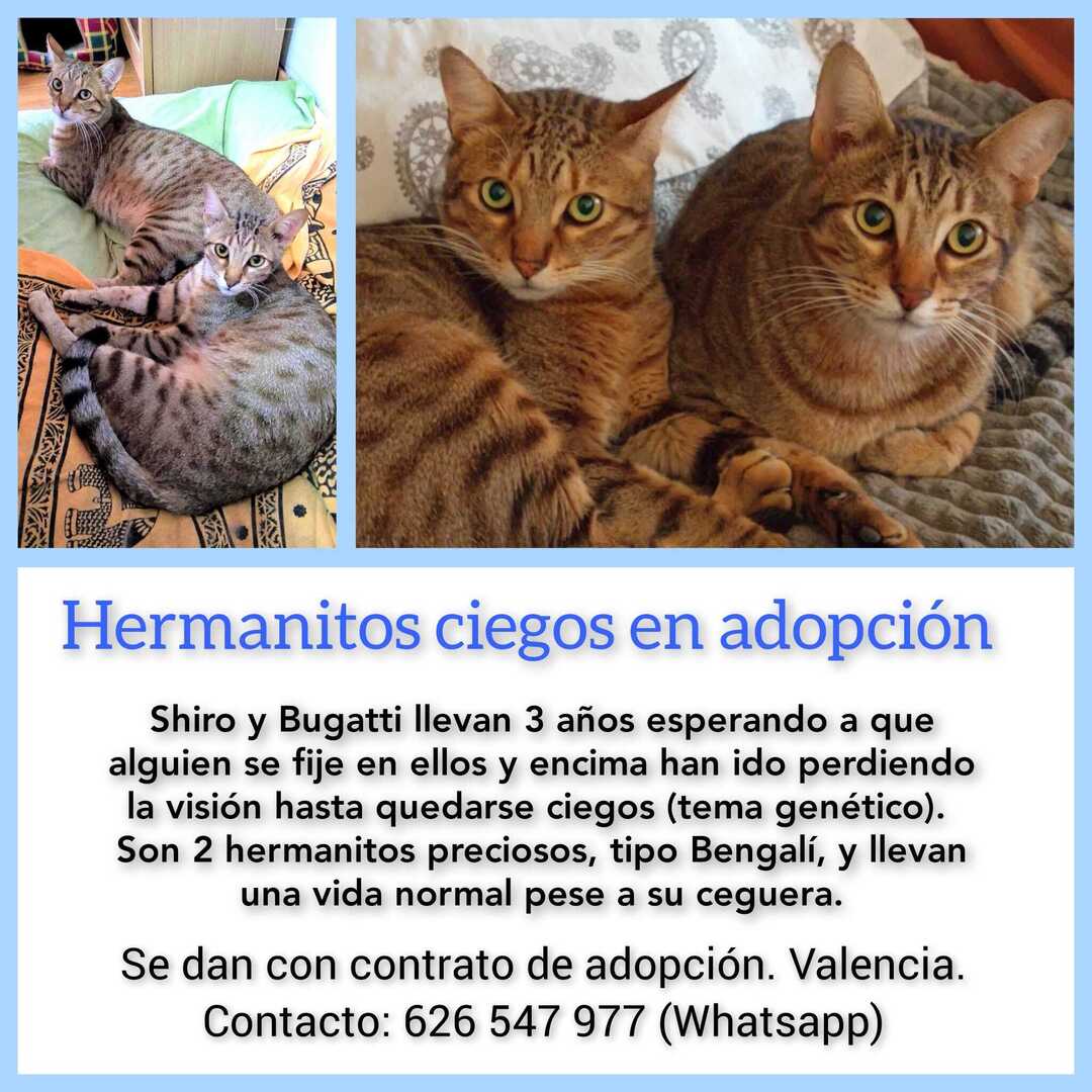 Lamentablemente *Shiro y Bugatti* son dos gatitos hermanos que *se han quedado ciegos* por un problema genético. Son unos preciosos gatos tipo *bengalí*, con un pelaje espectacular! Buscamos *adopción conjunta* ya que son inseparables... 🥰🥰 Tlfno contacto: 626547977