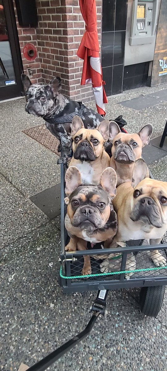 Frenchie gang. ❤️ #Stout #missmila #Ezra #Kevin #princessjasmin #frenchbulldog