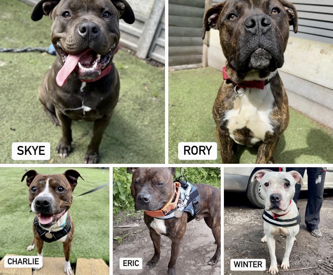 In the last week we saved 5 Staffordshire bull terriers who had all hit the euthanasia list in UK pounds. No surprise 4 of them are brindles. We will always champion this incredible breed and save as many as we can 
🐶🐶🐶🐶🐶