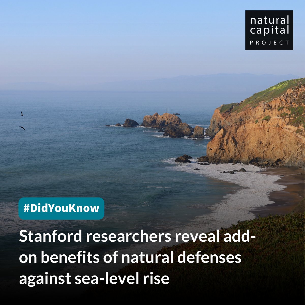 #DidYouKnow nature-based solutions, like restoring beaches, can effectively protect against #SeaLevelRise while providing extra benefits? Researchers modeled how investing in environmental #Conservation can help San Mateo County adapt to rising seas: stanford.io/3LksbHl