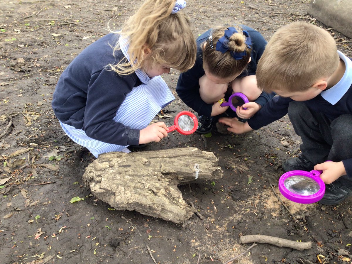 This morning we have been on a minibeast hunt in the forest area 🦋🐞🐜🕷️🔍#STANinaction