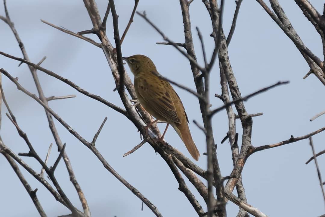 Grasshopper Warbler Snettisham Coastal park this morning. There seems to be a Warbler explosion this year, so far seen Willow, Garden, Reed, Sedge and Grasshopper. The numbers of Sedgies and Cetis I've seen and heard around North and West Norfolk this past week is insane.