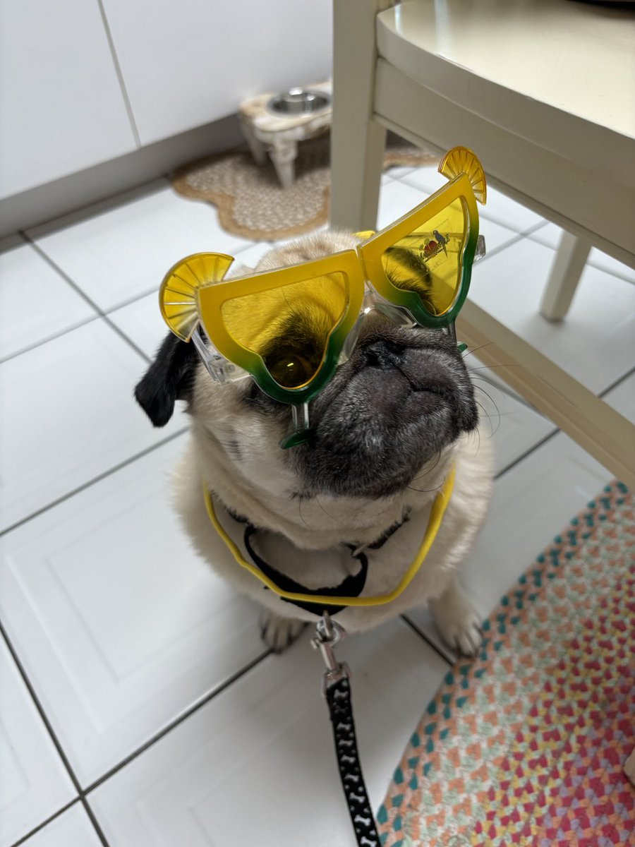 oliverthepug1 tweet picture