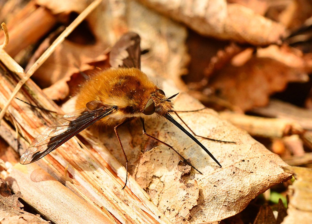 Dark-edged bee-fly (Bombylius major) taken yesterday in Saltoun Big Wood, East Lothian. #BeeFlies #Diptera