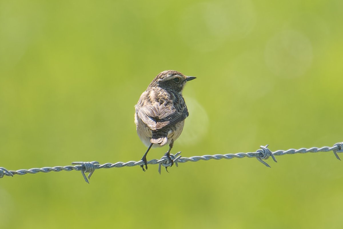 JustD55555's tweet photo. Female stonechat or female whinchat at Woodoaks Farm? Comments welcome. https://t.co/R1ltHSQiXv