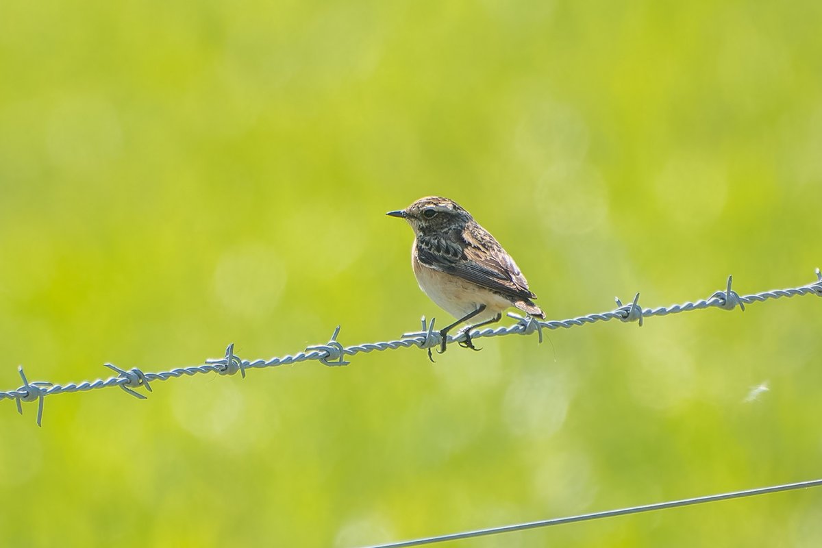 Female stonechat or female whinchat at Woodoaks Farm? Comments welcome.