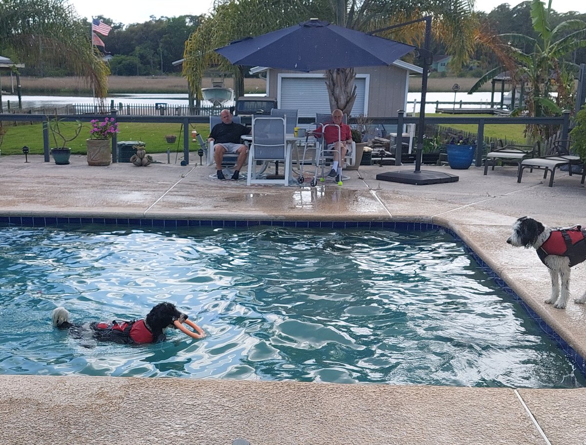 Grandpa came over after his appointment today, so we're entertaining him with our swimming! #dogsoftwitter #DogsOfX