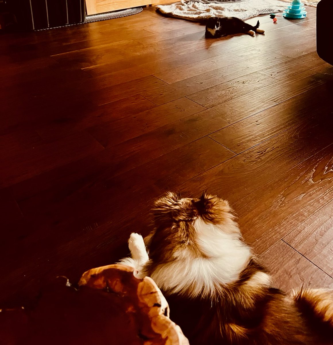 Here's Lulu & her new #sister #doggie Sadie! Not bad for a #cat who's never been around #dogs & just recently arrived in her new home! But we always knew Lulu was extra brave! 💖#cats #pets #Wednesday #GoodVibesOnly #positivevibes #goodnews #virginia #va #animals #friends