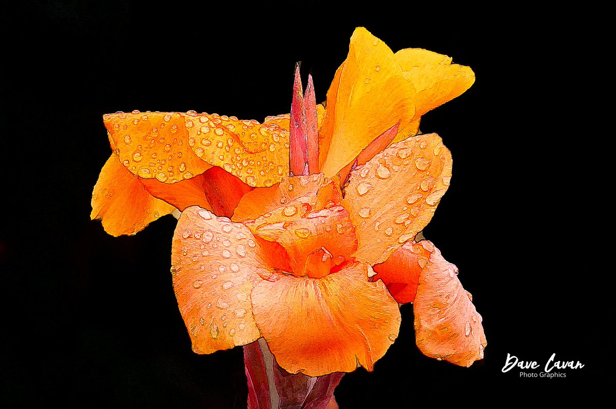#dailybluemarble #flowers A Canna Lily at #buchartgardens in Victoria, BC, with water droplets. #nature #photography