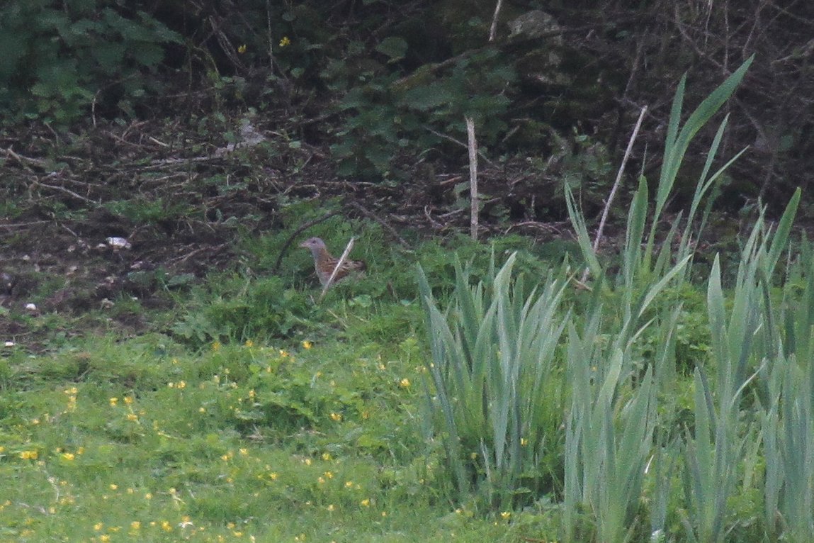 Actually managed to SEE the Corncrake today! Spent a while listening and watching quietly from the road this afternoon, while he was repeatedly giving short bursts of his 'crrrrrrrk crrrrrrrk' song. Noticed a Rabbit getting startled by the sudden noise, and there he was 🤩