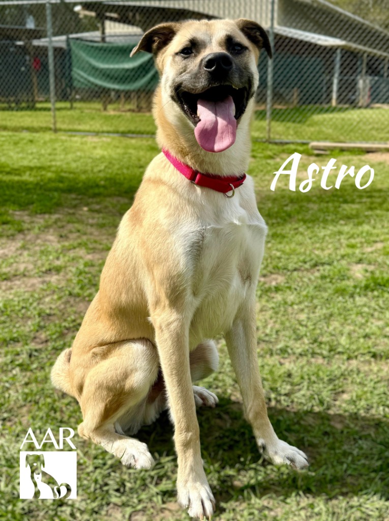 🐾 Introducing our @aar_texas #PetOfTheWeek, Astro! 🌟 This playful pup was born at AAR and is ready to find his forever home! 🏡 Astro loves playgroups, treats, and learning new tricks. Meet him today and add a dash of joy to your life! 🐶 1l.ink/MPXZXP2 #AdoptDontShop