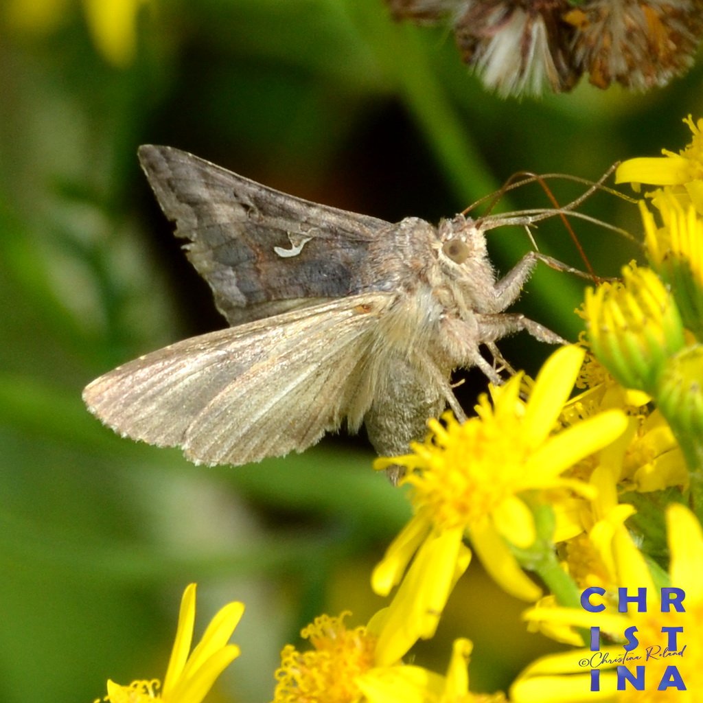 #Dag1 van #Meimotten #Gamma_uil #Autographa_gamma @maryvanderes hoop dat ik een aantal keren mee kan doen. Mooie aanleiding om meer naar nachtvlinders te gaan kijken.