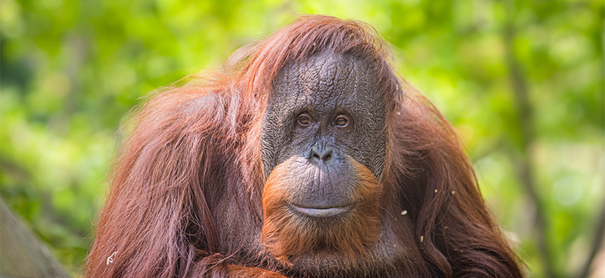 With Mother's Day ahead, it's a great time to support orangutan mothers! There's an increasing number of orphaned orangutans & mothers in need due to the growing demand for palm oil. Show your support by choosing more carefully at the grocery store! louisvillezoo.org/palm-oil