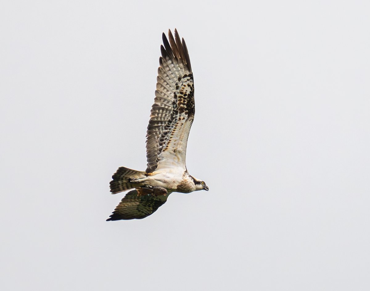 First sight of an #Osprey in the @yorkshire_dales today, just on the off chance on the way home. A rare and wonderful sight around these parts!