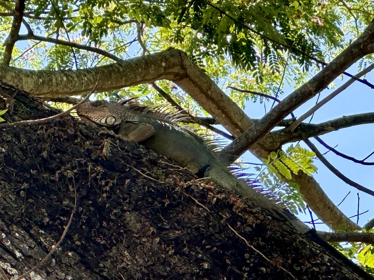 #sanjose #riogrande #costarica #puravida #crocodiles #iguanas 🇨🇷