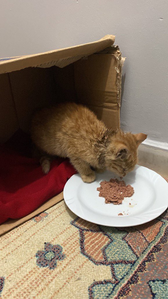 Annesi terk etmiş, erkek buyuk kedi boğmak uzereyken yakaladık. Evimizde iki kedi ve bahcemizde yavru kediler var. Acil yuva ariyoruz Gumuspala Avcilar/İstanbul @hecateayln