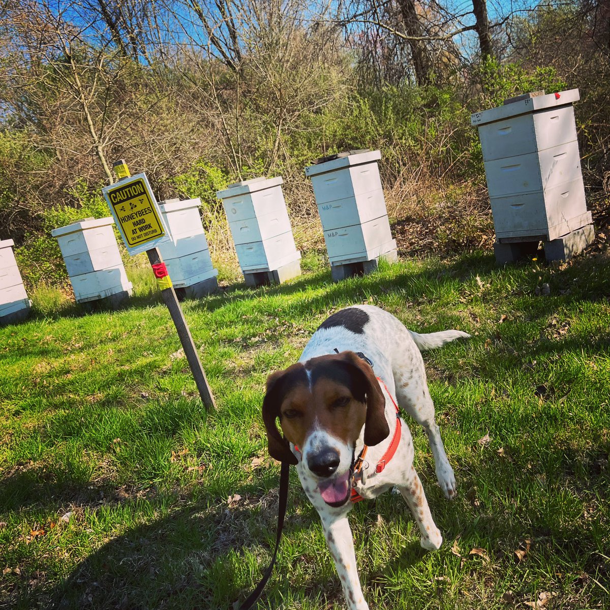 Bee facts! 🐝 #Honeybees produces about 1/12 of a teaspoon of honey in their lives (about 5-6 weeks) but the hive as a whole makes 2-3 times what it needs to survive. Support local honey!🐝🌸 Happy Bee Day!#Mayday