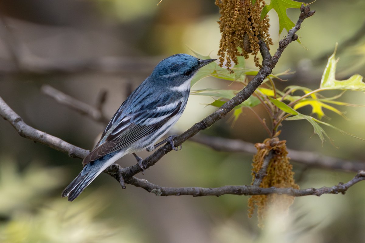 this afternoon i went up to the apartment roof for a little sky watching where this stunning cerulean warbler was waiting for me in my street tree! wild to see this rare treetop dweller from above. also now the rarest bird i’ve seen from my bed