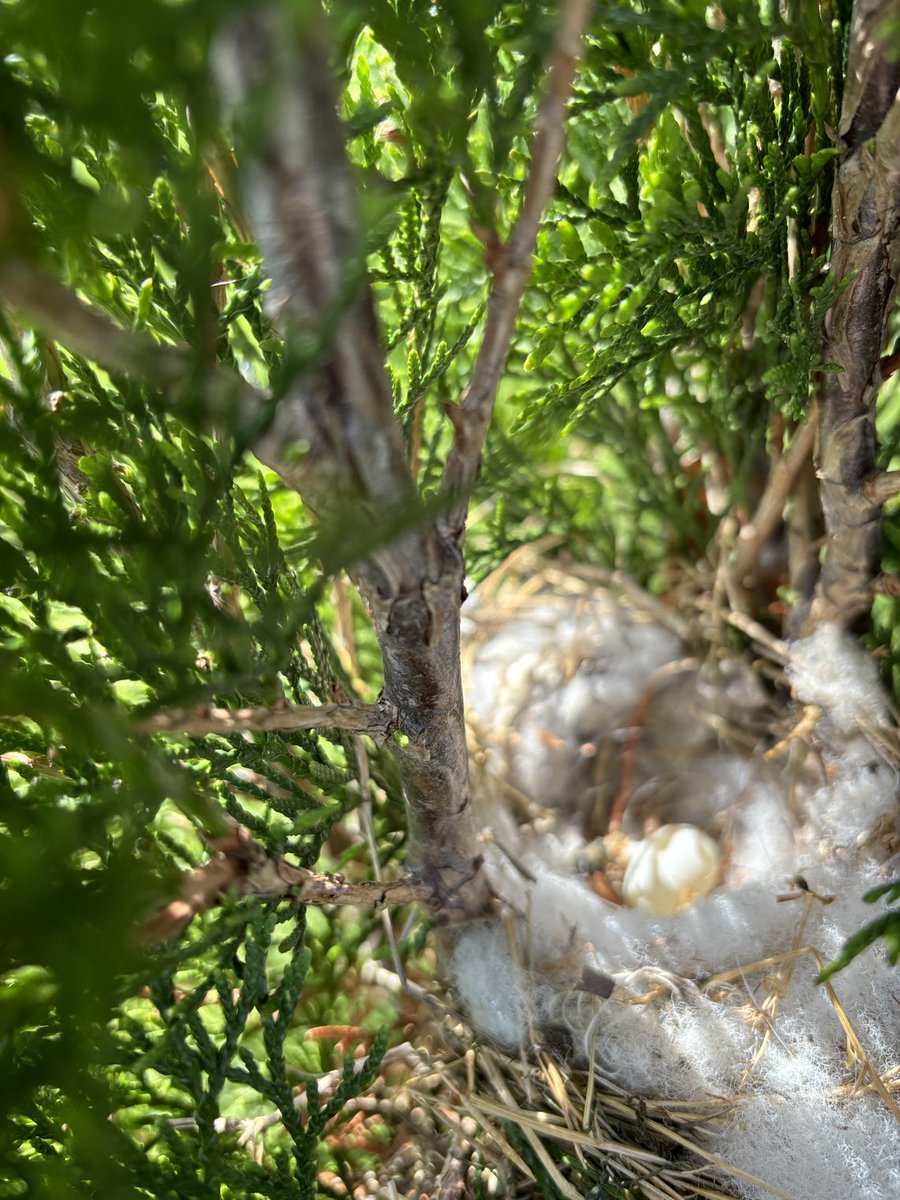 Never seen a nest or egg like this one.