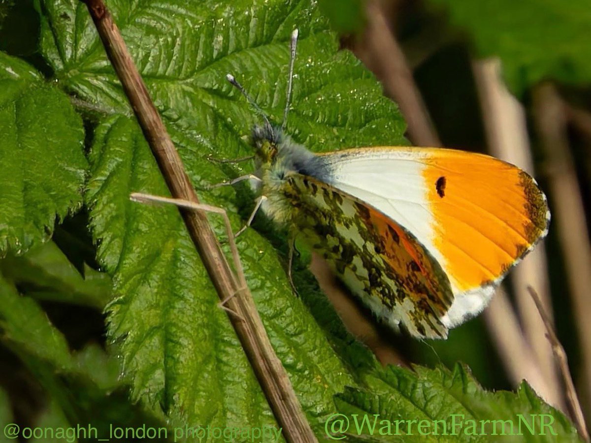 The beautiful (& well named!) Orange-tip Butterfly spotted here at #WarrenFarmNR 🦋☺️It’s shocking that 80% of UK butterfly species have decreased in either abundance or distribution, or both, since the 1970s😞🌸🦋#WarrenFarmNR is a LNR in waiting for our fluttering friends🦋🌸💚