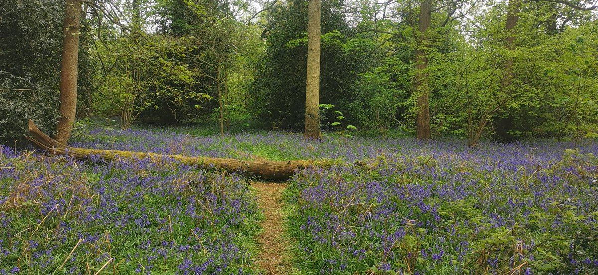 Enjoying Tocil Woods bluebells on my lunch break 🙂
