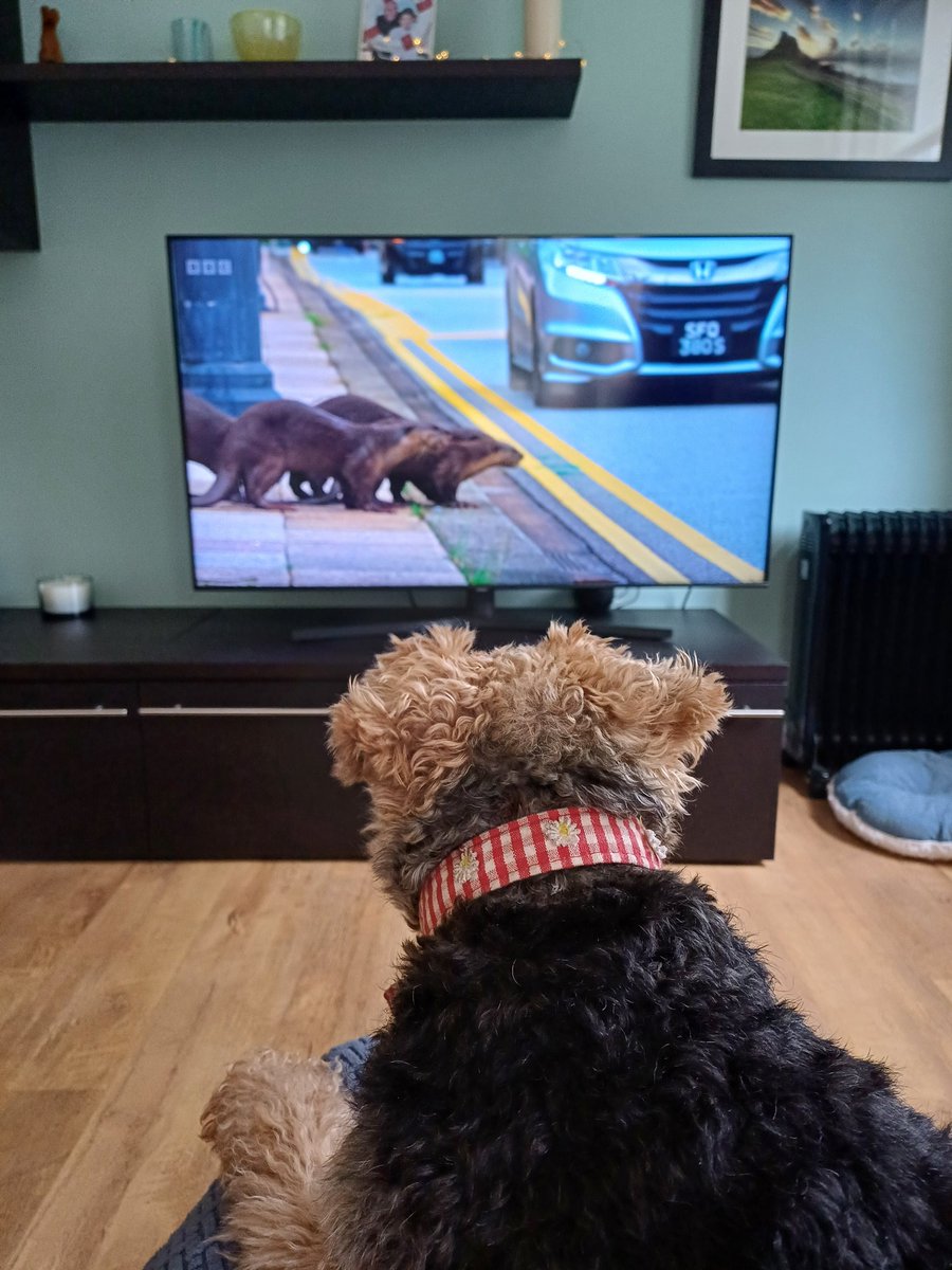 Yoko loves a David Attenborough documentary #dogsofX