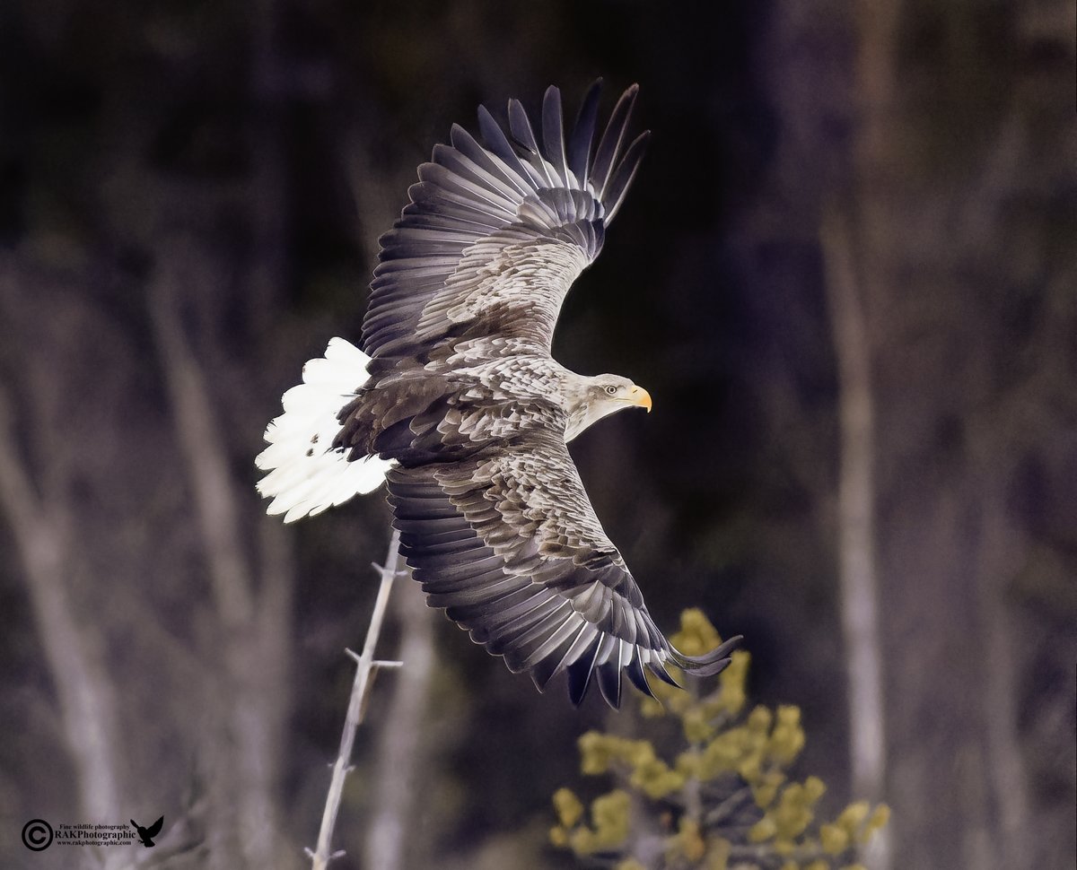 White tailed eagle - Finland 2024....
@CanonUKandIE
@CanonEMEApro
@EOSmag
@ShareThis
@RAKPhotographic