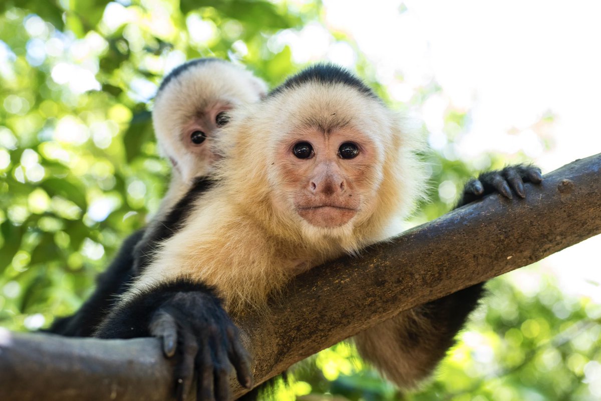 Breaking! Captive Primate Safety Act Would End The Cruel & Dangerous Primate Pet Trade In The U.S. 🙏 READ MORE: 🌍👉 worldanimalnews.com/captive-primat…