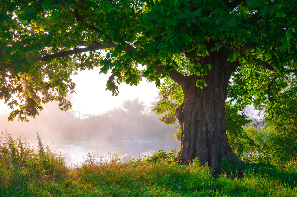 The Incomparable Value of Oak Trees houseopedia.com/incomparable-v…