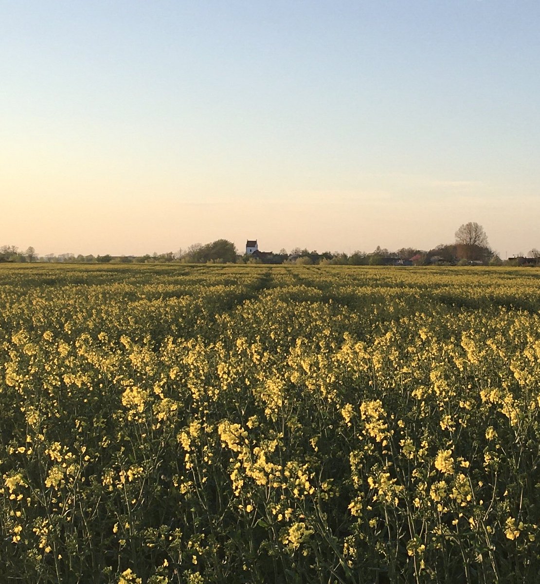 Flowers in May