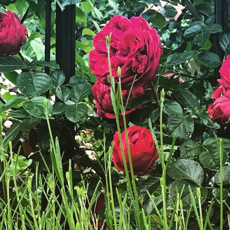 今日も一日
tlを花でいっぱいにしよう