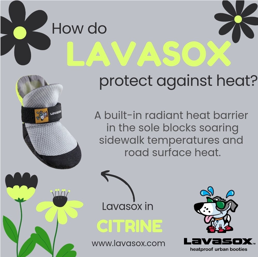 Grass allergies? 🤧 Lawn chemicals? 🌱 A day at the beach? 🏖 Add a layer of paw protection! 🐾 #allergies #grass #lawnchemicals #lawn #beachsafety #beach #beachlife #beachvibes #sand #pawsome #pawsafety #pawprotection #beattheheat #heatbarrier #sidewalks #asphalt #hotasphalt