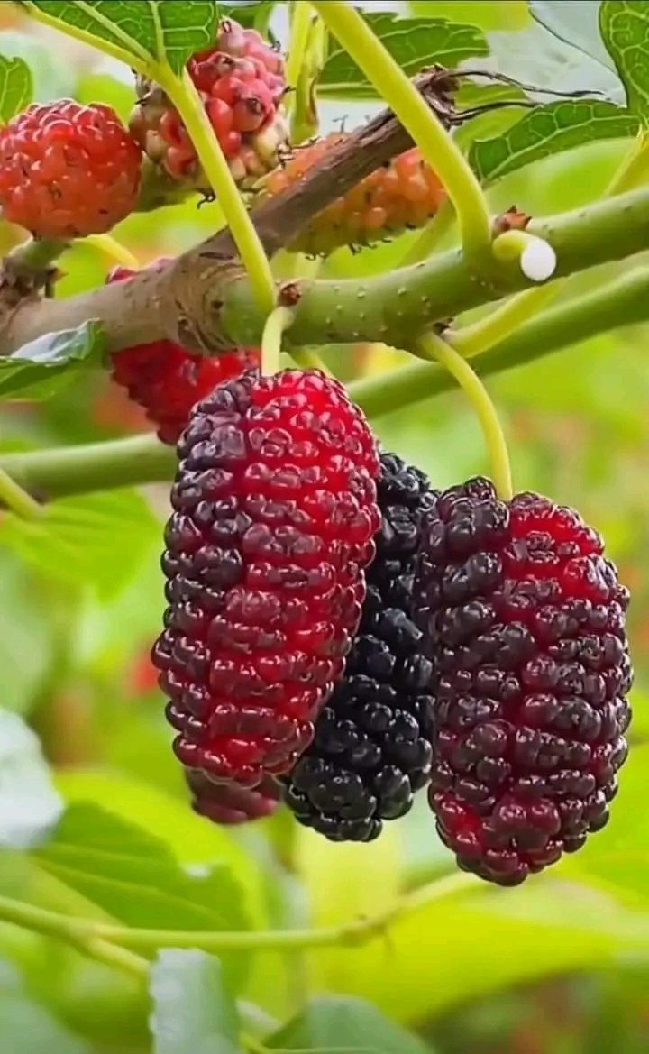 Bulberry #FRUITSZIPPER #KashmirTourism