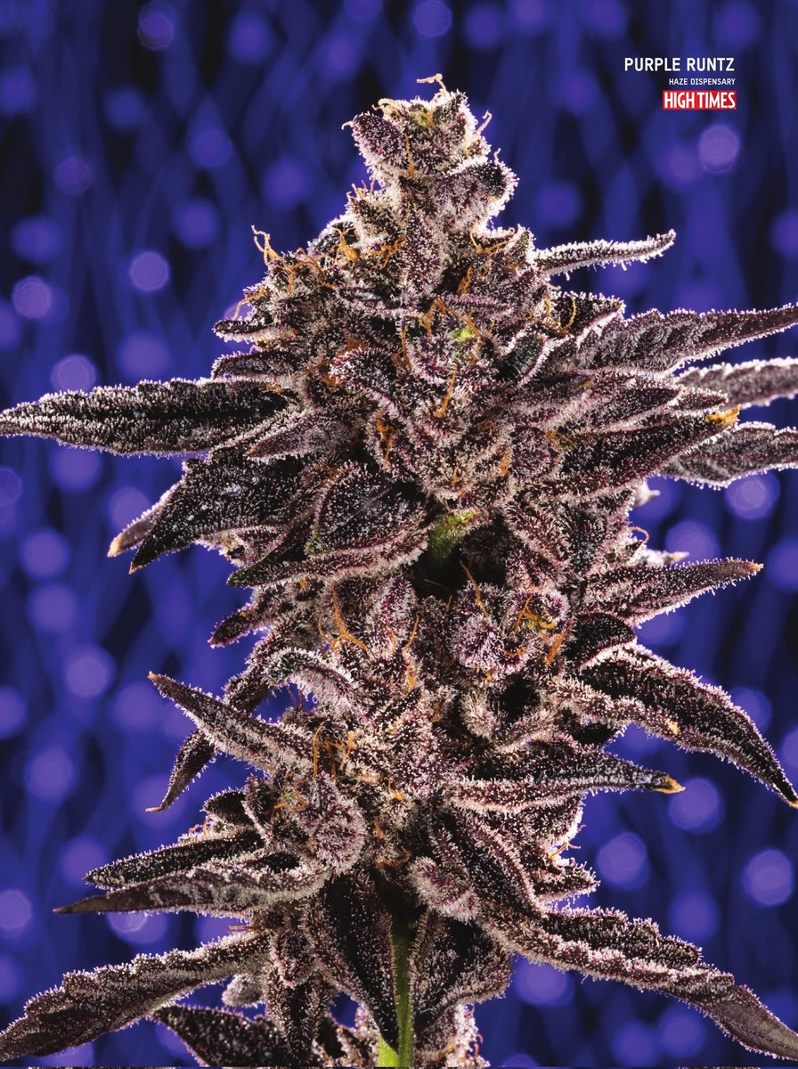 Are you a fan of purps strains? This here is Runtz - but purple!

📸: #JustinCannabis
🌲: @HAZESJ420