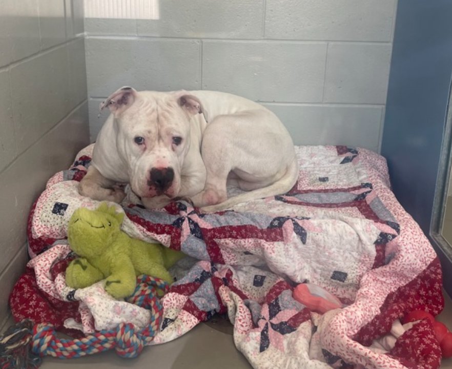 🐾2-y/o deaf Bolt surrendered after 4 months b/c owner says not good w/ young kid who recently moved in. Neutered, knows hand signal cues, housetrained, playful. Wary w/ strangers, tolerant w/ kids, playful w/ familiar dogs. Needs a foster offer by *5/02* nycacc.app/#/browse/193122