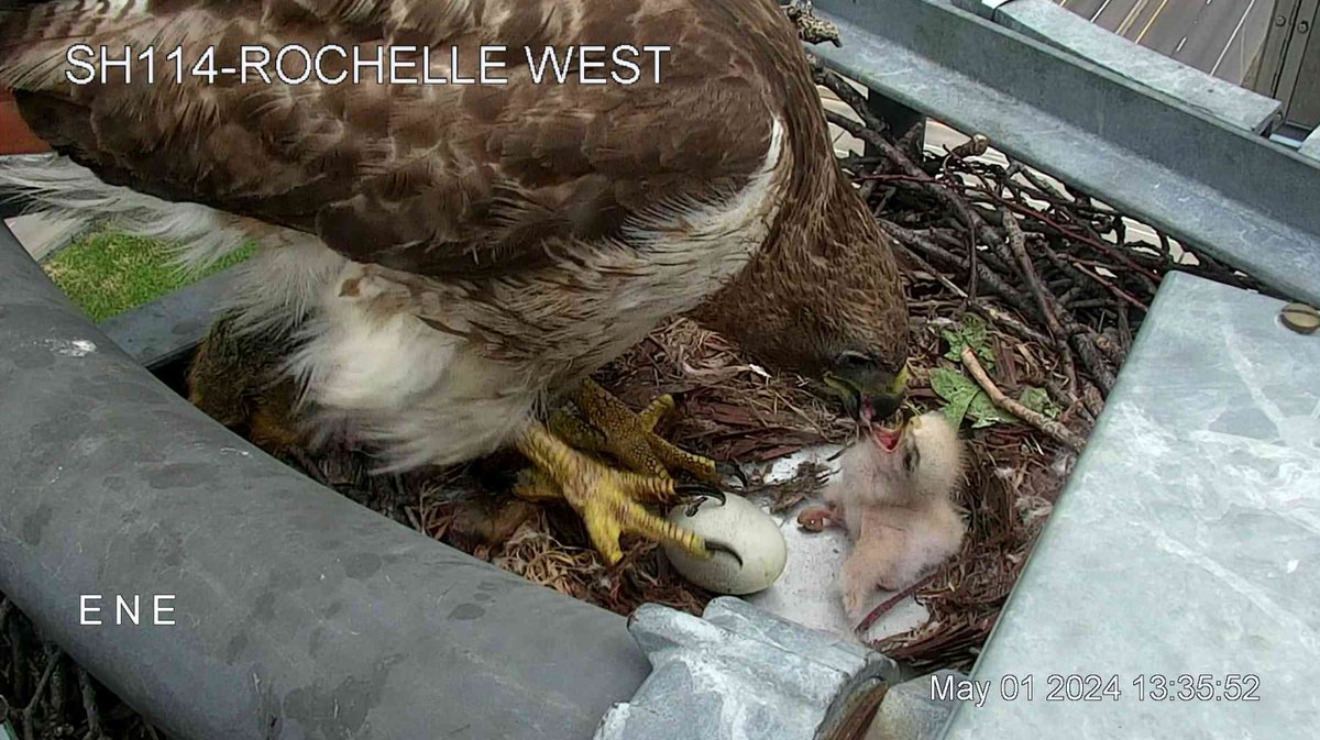 🚨BREAKING NEWS!!!
We have a baby 🐣!!!! 
Rochelle, a red-tailed hawk, has nested at our SH 114/Rochelle West hwy traffic cam in Irving since 2011. This is a pic of the new family! 😍 
We're still on egg watch & you can view too at its.txdot.gov/its/District/D…. #DFWTraffic