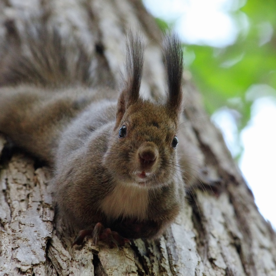 撮られるのが好きなのかもしれないエゾリスさん #エゾリス #円山公園