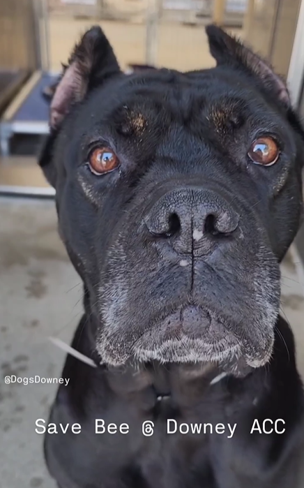 💔🆘💔BEE, 4 yo 75 lb Cane Corso with the even bigger personality. Goofy, loving, great with other large dogs. Downey #California ACC can kill her at any time😱Click on her ID # to see all her posts. So special. Needs a #SoCal hero TODAY🙏 info⬇️ #A5615972