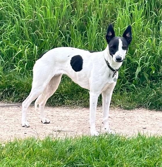 🆘 LOOSE DOG #SIGHTED only - Whittington Park, #Archway #London #N19 - #Dog seen running loose around Whittington Park, Archway area north London this eve Can’t b approached , very scared & has run off along and across Holloway Road ❌if local PLS SHARE TO ALERT OWNER❌ #stray