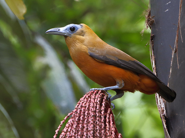 🇧🇷Maú
🌎Perissocephalus tricolor

O maú é uma ave da ordem dos Passeriformes da família Cotingidae.

Conhecido também como mãe-de-balata, pássaro-capuchinho, pássaro-boi e pássaro-maú.