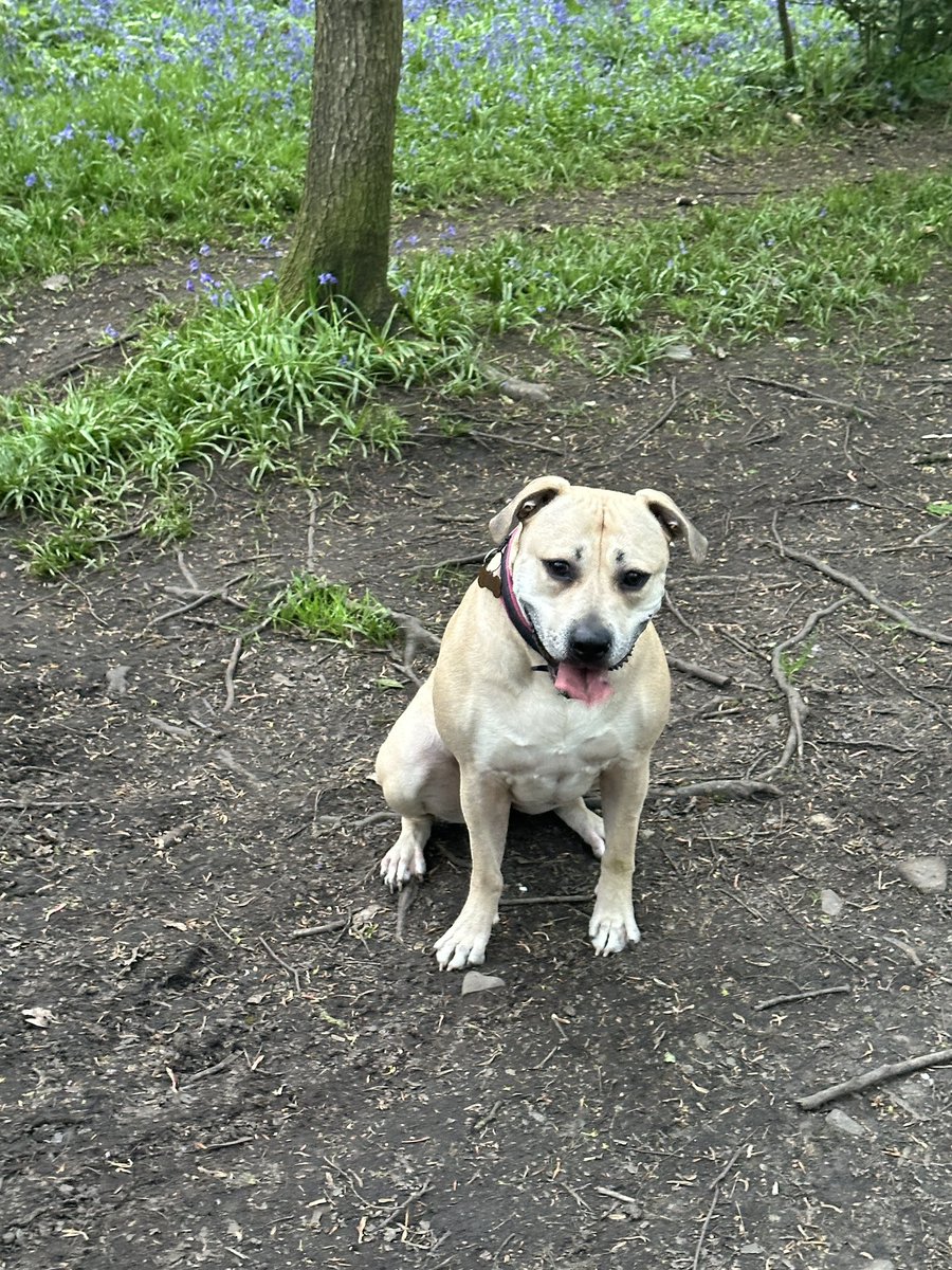 Went for mooch with the pooch! 
Spent half the time trying to stop her eating mud - no idea why she does it 🤣
#Bluebellwoods #Roxy