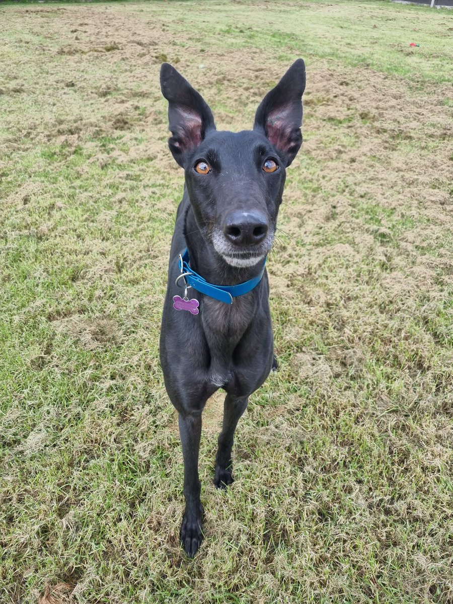 Barley Greyhound Sanctuary tweet media