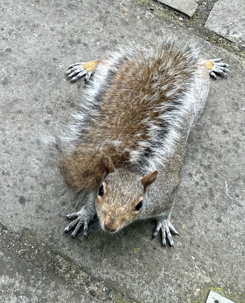 Zsa Zsa continues to flaunt the most impressive tail on the block #SquirrelScrolling