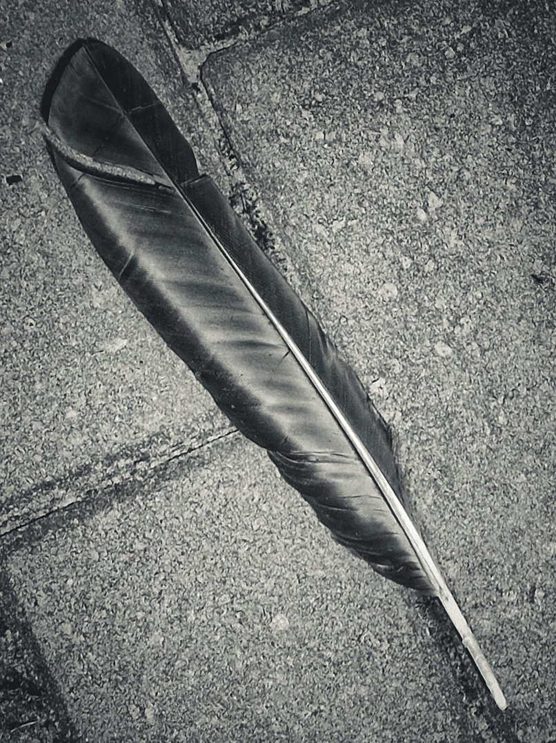 eddybleijenberg's tweet photo. Feathers appear when angels are near https://t.co/xiOb952jn3