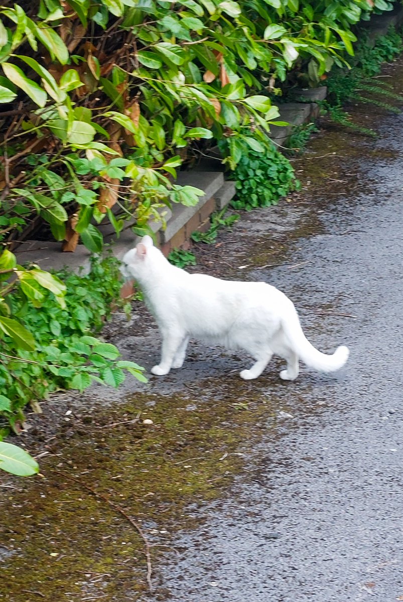 Final #WibseyCats on the #LabourDoorstep this evening . A vocal resident whose demands were clear. @CanvassingCats @dave4wibsey