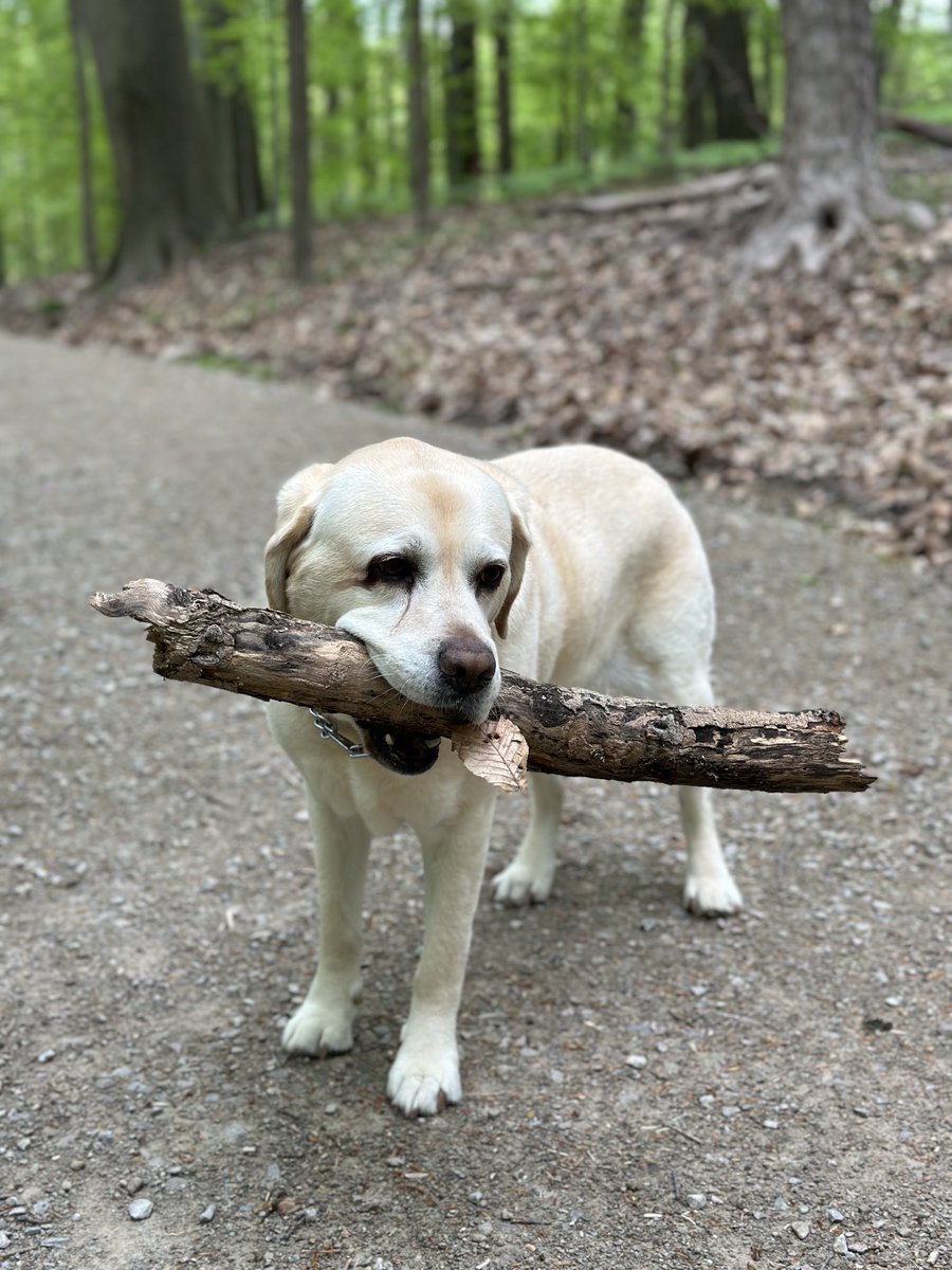 A dog with a log…that’s all! #DogsofTwitter #WednesdayWood