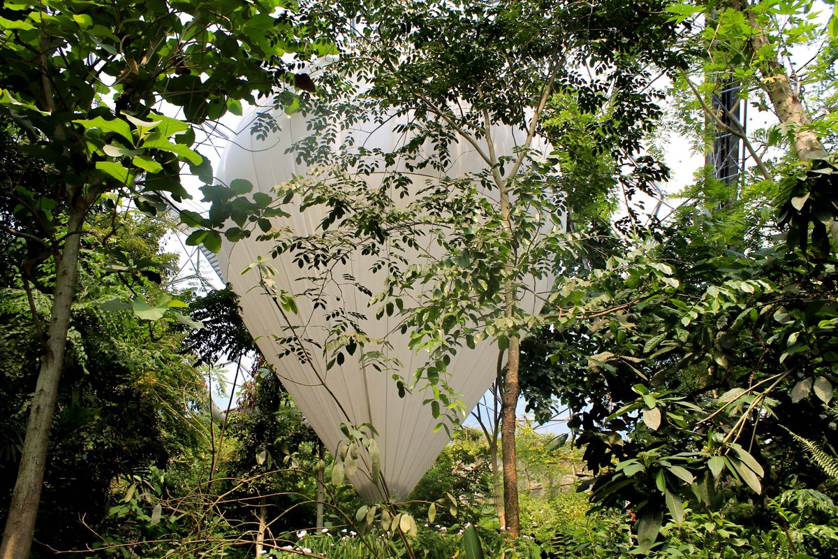 Mock Weather Balloon

(@edenproject, Cornwall, August 2013)    

#photography #gardenphotography #horticulture #plants #tropicalplants #trees #sculpture #weatherballoon #biome #greenhouse #botanicalgarden #EdenProjectCornwall #EdenProject #Cornwall