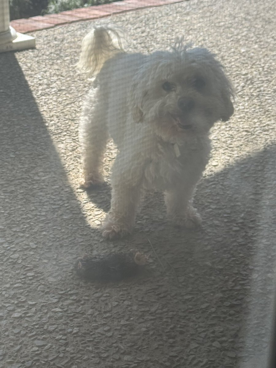 my crusty white dog keeps killing moles, chipmunks, and birds and bringing them back to the porch - as seen here. maybe I should send her to Kristi Noem? I heard she needs a good hunting dog.