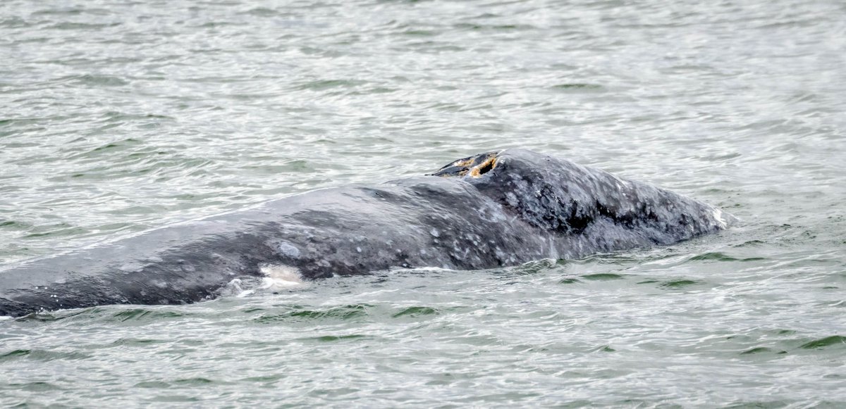 T075B's, T065A's, T099's T123's and Gray Whales. Read the full story here: buff.ly/45ybCzV
Photo by Janine⁠
#WhaleTales